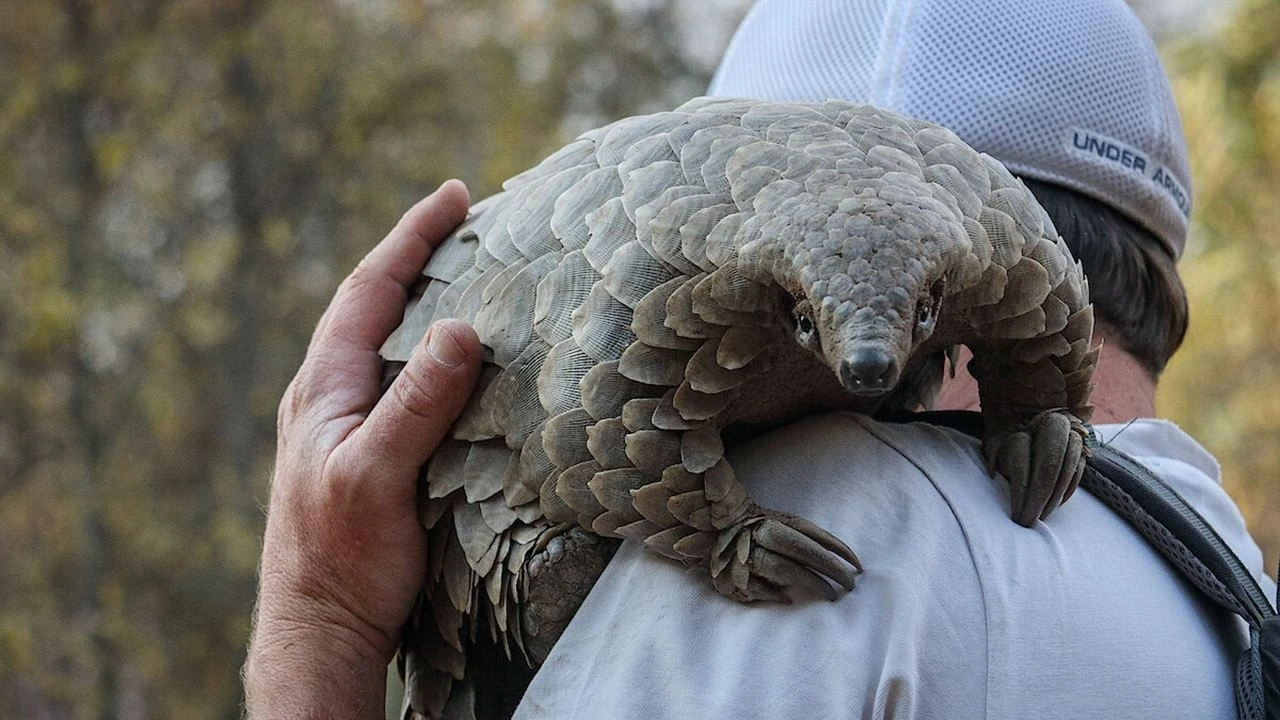 Phim Loài Tê Tê: Hành Trình Của Kulu - Pangolin: Kulu's Journey (2025)